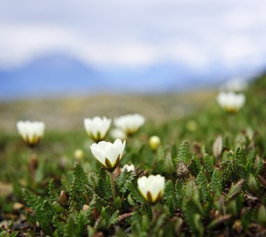 Alpine meadow in Jasper National Park clipart