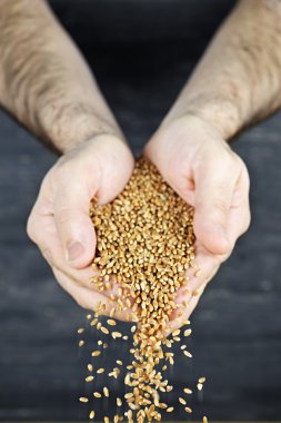 Hands pouring grain clipart
