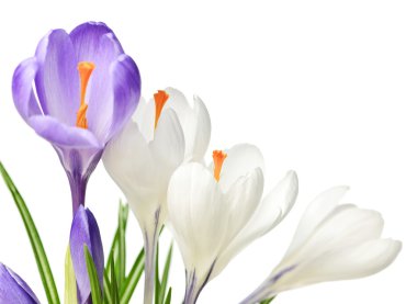 Spring crocus flowers clipart