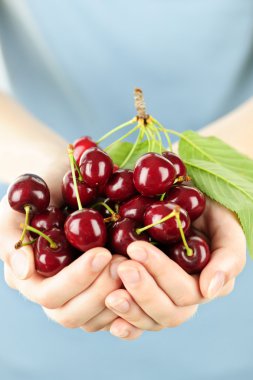 Hands holding bunch of cherries clipart