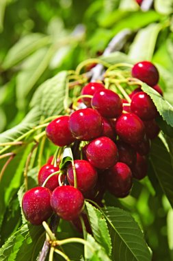 Bunch of cherries on tree clipart