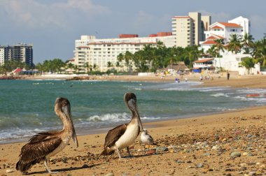 Pelicans on beach in Mexico clipart