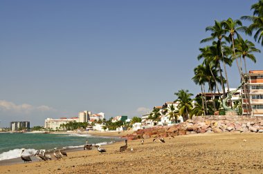 Pelikan Meksika'daki sahilde