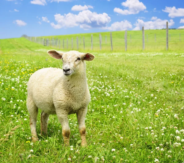 Roztomilé mladé ovce — Stock fotografie