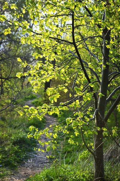 Caminho da floresta com tília retroiluminada — Fotografia de Stock