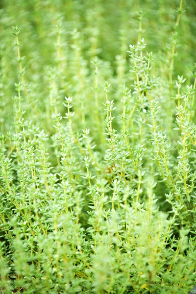 백 리 향 식물 — 스톡 사진