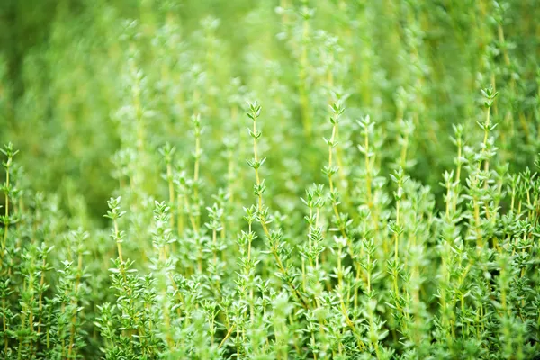 Plantas de tomilho — Fotografia de Stock