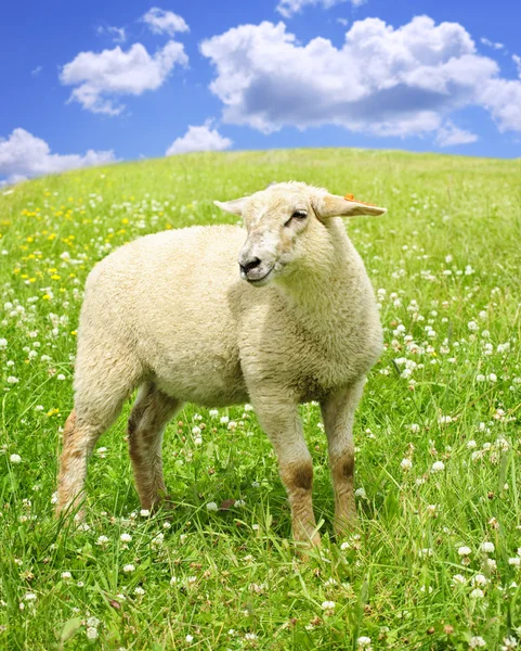Cute young sheep — Stock Photo, Image