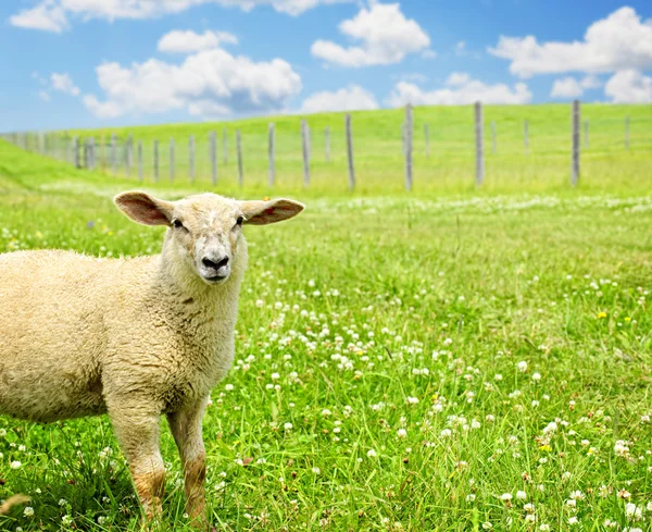Милая молодая овца — стоковое фото