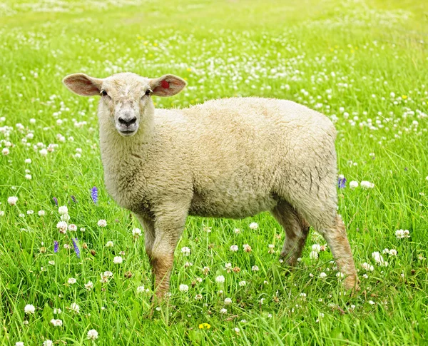 Bonito ovelhas jovens — Fotografia de Stock