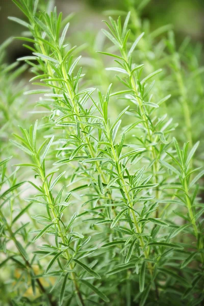 Rosemary bylina rostlin — Stock fotografie