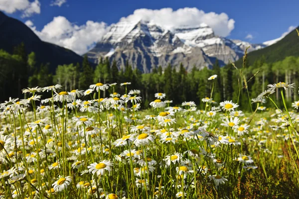 Margherite nel parco provinciale Mount Robson, Canada — Foto Stock