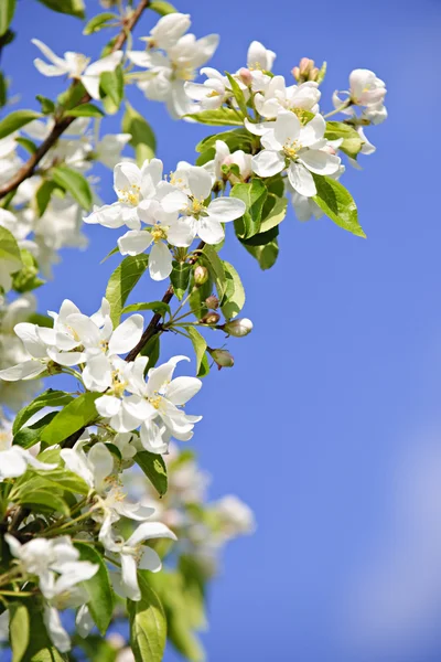 Kvetoucí jabloně větve — Stock fotografie