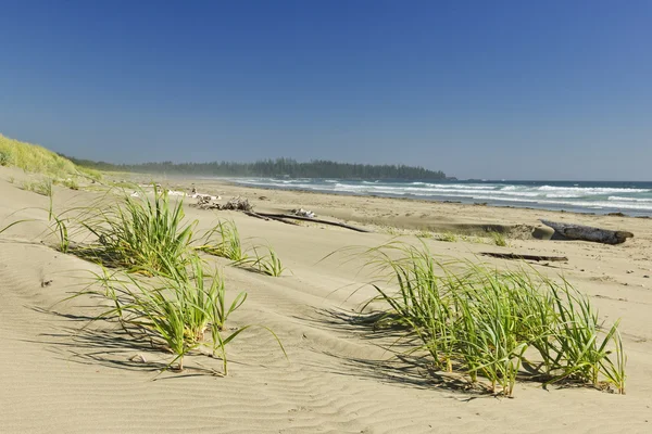 Ocean shore no parque nacional Pacific Rim, Canadá — Fotografia de Stock