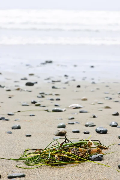 Detalle de playa en la costa del océano Pacífico de Canadá —  Fotos de Stock