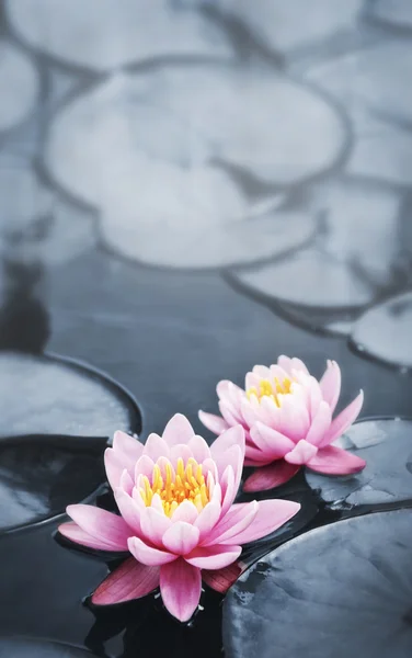 Lotus розквітає — стокове фото