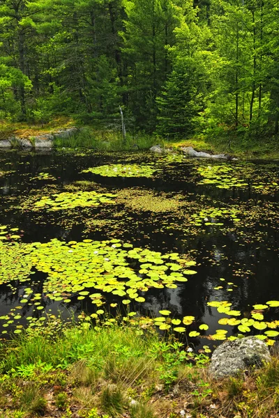 stock image Lily pads on lake