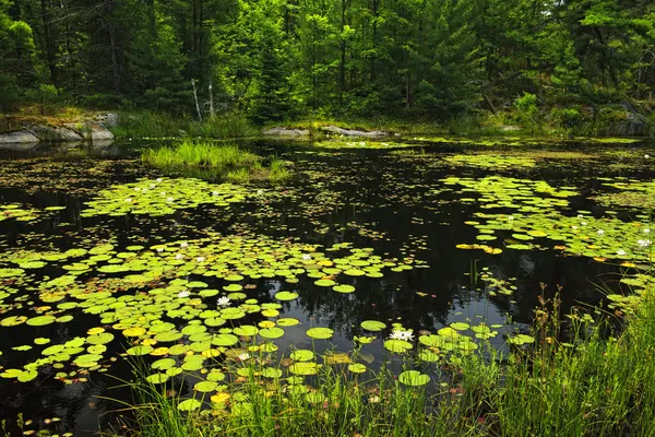 Lily pads on lake — Stock Photo, Image