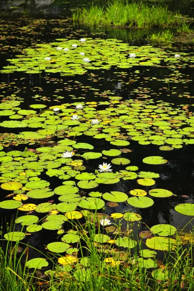Lily podkładki na jezioro — Zdjęcie stockowe