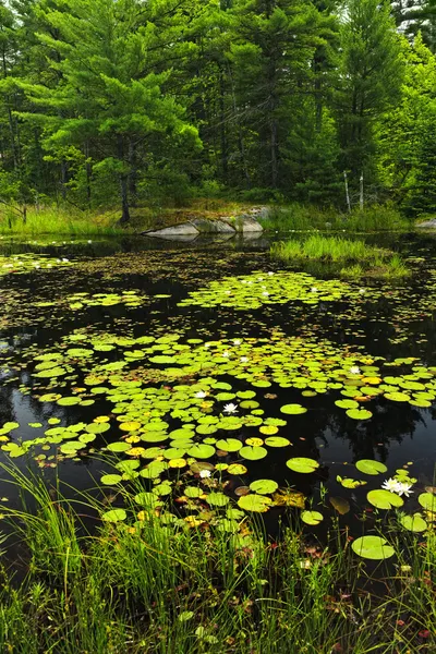 Lily pads on lake — Stock Photo, Image