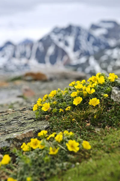 Pradera alpina en el Parque Nacional Jasper — Foto de Stock