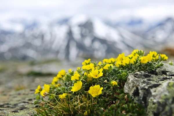 Alpina äng i jasper national park — Stockfoto