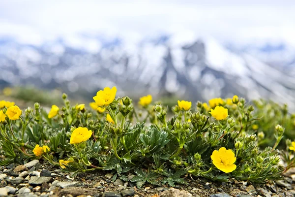 Alpina äng i jasper national park — Stockfoto
