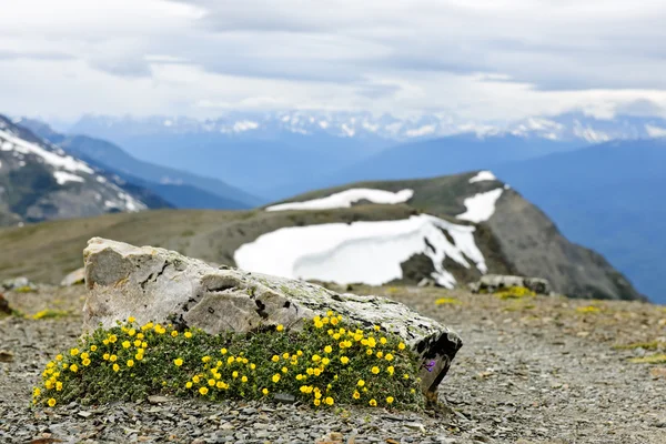 Alpejska łąka w parku narodowym jasper — Zdjęcie stockowe