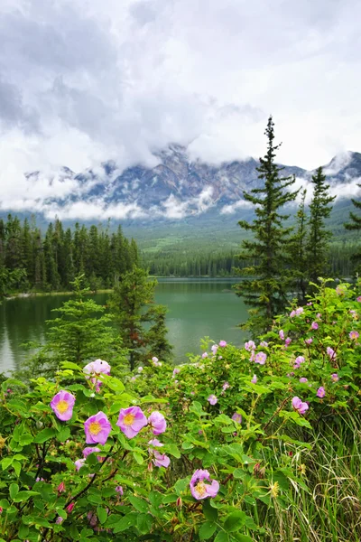 Rosas selvagens e lago de montanha no Parque Nacional Jasper — Fotografia de Stock