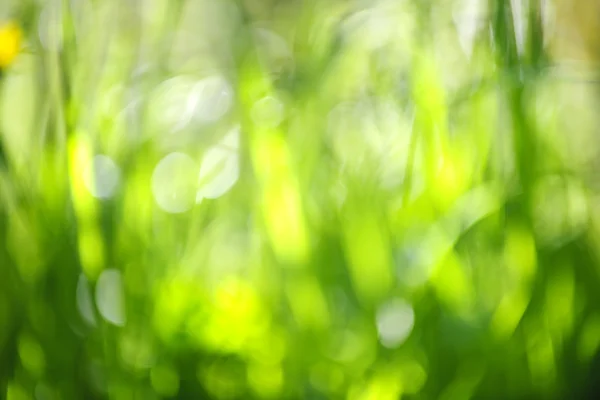 Sfondo verde sfocato — Foto Stock