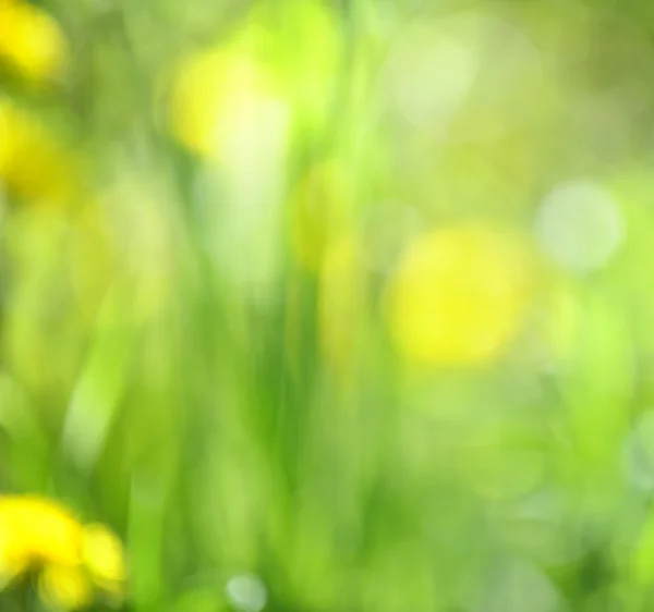 Wazig groene achtergrond — Stockfoto