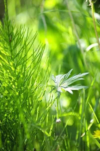 Grönt gräs och gröna växter — Stockfoto