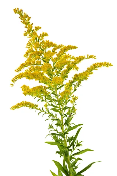 Planta goldenrod — Fotografia de Stock