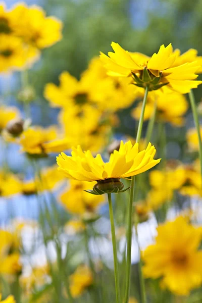 Flores de coreopsis amarelas — Fotografia de Stock