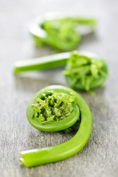 Miłorzębu fiddleheads — Zdjęcie stockowe