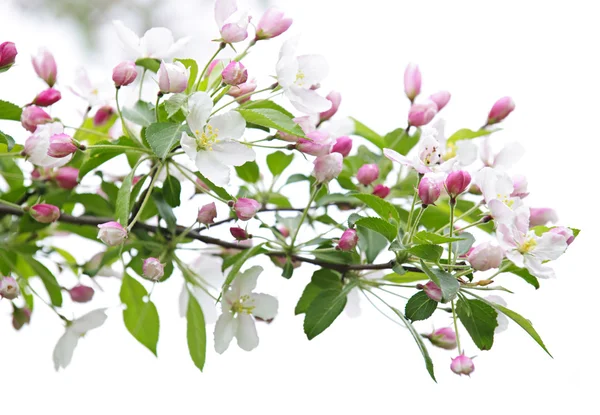 Floração ramo da árvore de maçã — Fotografia de Stock