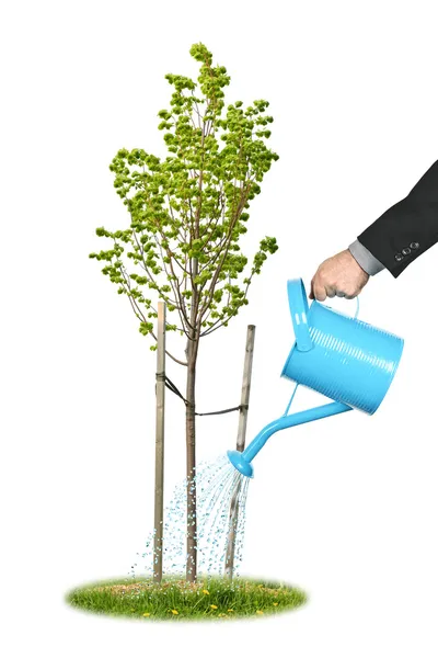 Empresario regando árbol joven — Foto de Stock