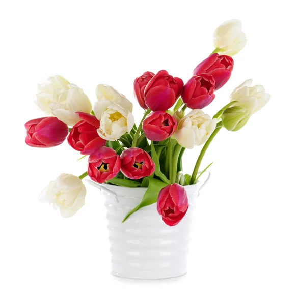 Червоні та білі тюльпани — стокове фото