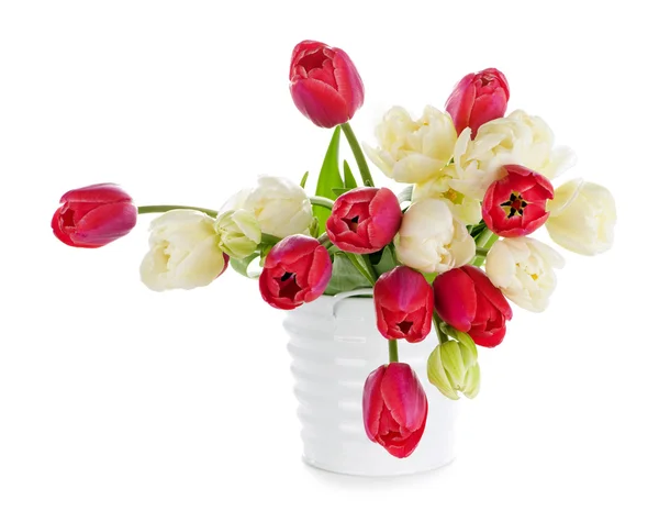 Red and white tulips — Stock Photo, Image