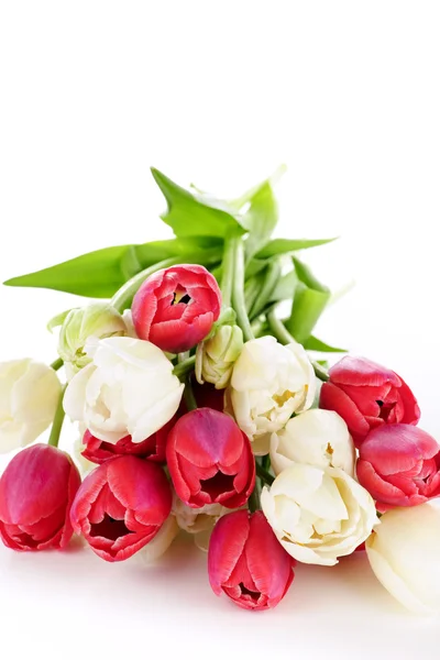 Vörös és fehér tulipán — Stock Fotó