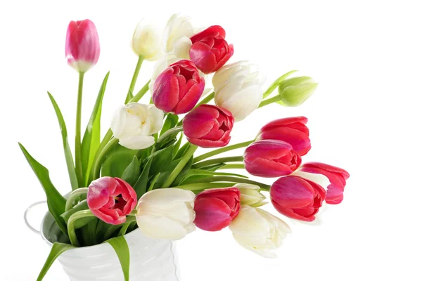 Rode en witte tulpen — Stockfoto