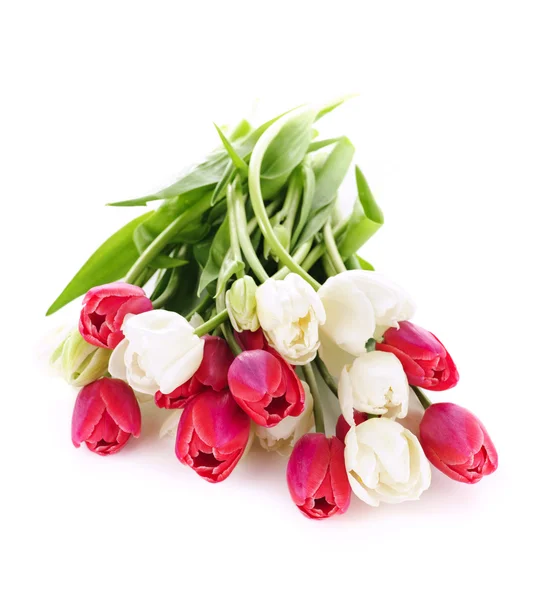 Tulipanes rojos y blancos —  Fotos de Stock