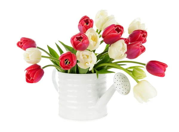 Красные и белые тюльпаны — стоковое фото