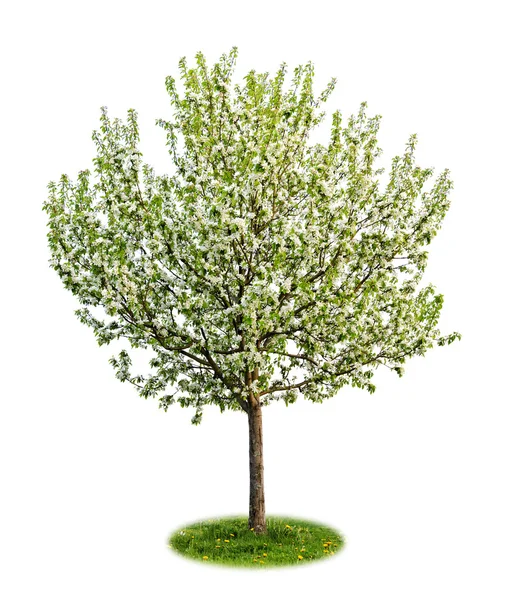 Elszigetelt virágzás almafa — Stock Fotó