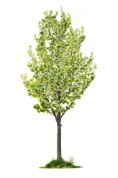 고립 된 꽃 배 나무 — 스톡 사진