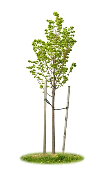 Isolerade unga linden tree — Stockfoto