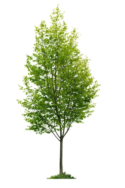 Изолированное молодое дерево — стоковое фото