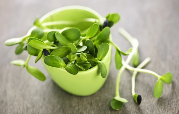 Green sunflower sprouts in a cup — Stock Photo, Image