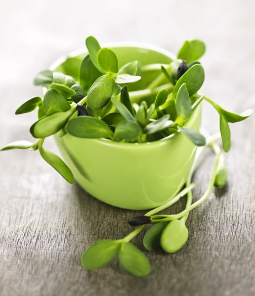 Green sunflower sprouts in a cup — Stock Photo, Image