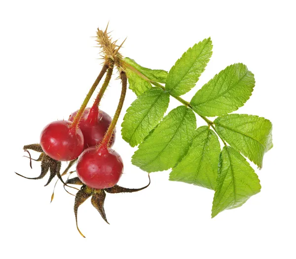 Branch with rose hips — Stock Photo, Image